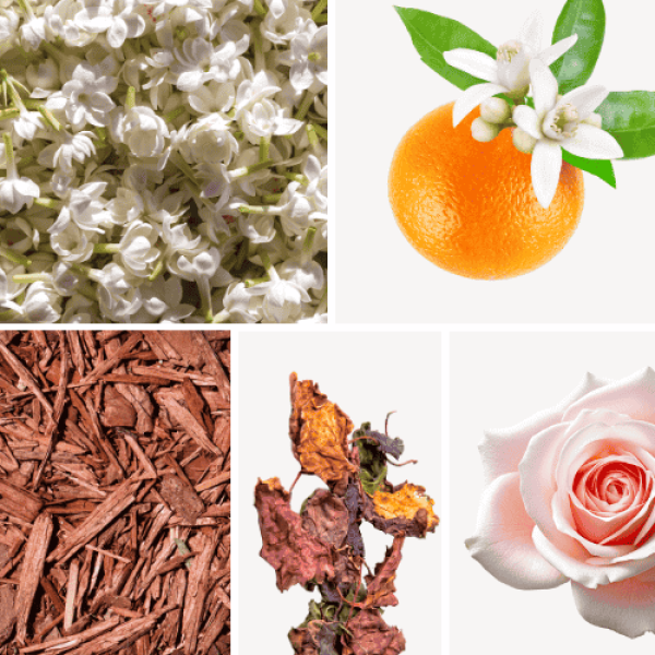 Duftnoten: Jasmin, Orangenblüten, Zedernholz, Patschuli, Rose